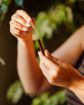 Obrázek Horský vlaštovičník „čistotěl“ – elixír na bradavice – 3 ml – Herbal Traditions