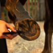 Obrázek Balzám na kopyta HORSES – Shroom Buddy