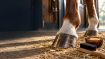 Obrázek Balzám na kopyta HORSES – Shroom Buddy
