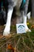 Obrázek Balzám na tlapky DOGS – Shroom Buddy