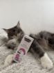 Obrázek Kapky do uší CATS – Shroom Buddy
