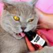 Obrázek Svěží dech CATS – Shroom Buddy